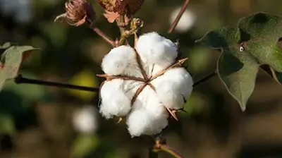 Cotton
