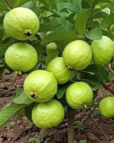 Fruits