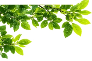 Healthier crops leaf