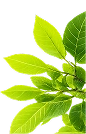 Healthier crops leaf