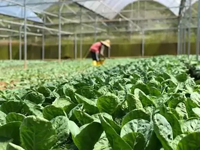 Horticultural Crops