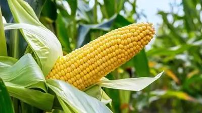 Maize