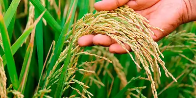 Paddy (Rice)