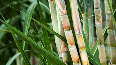 Sugarcane