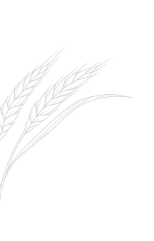Wheat left vector