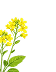 Yellow flower