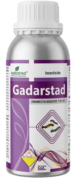 GADARSTAD